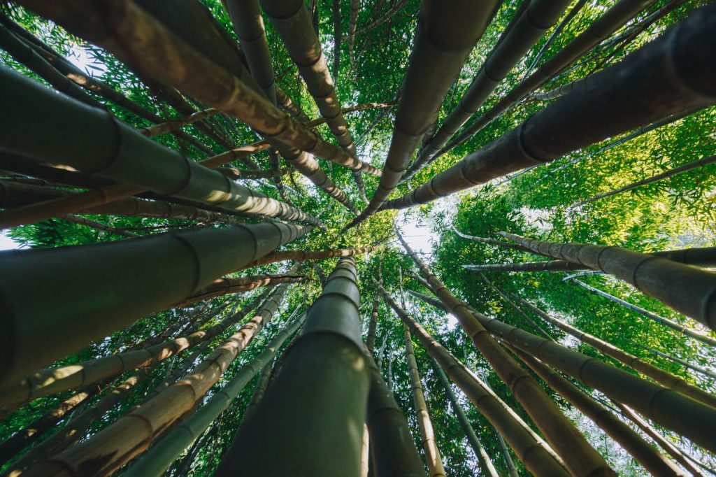 Low angle view of towering bamboo trees in Porto, Portugal.
