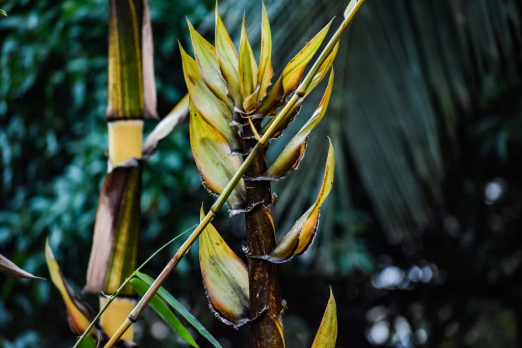 Detailed close-up of a bamboo plant with lush greenery in a tropical setting.